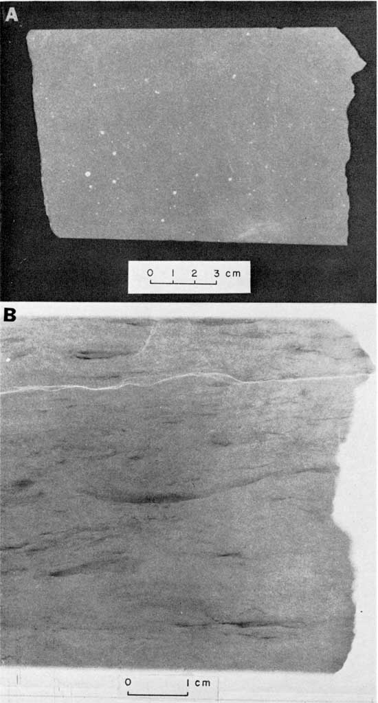 Black and white photo and radiograph, Hermit Shale, showing comparison of visible light and x-ray image.