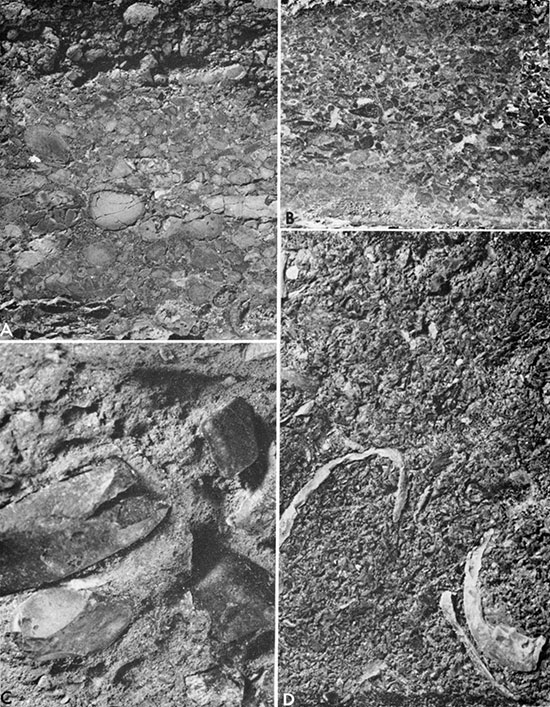 Four black and white photos: bone-bed samples from the Graneros Shale.