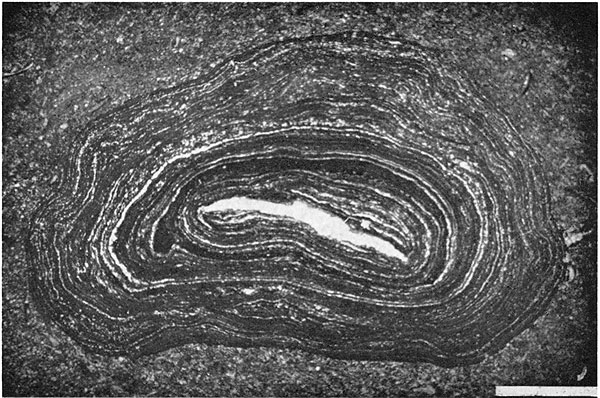 Photo of slice of algal biscuit; oblong shape, light and dark rings or laminations around light center.