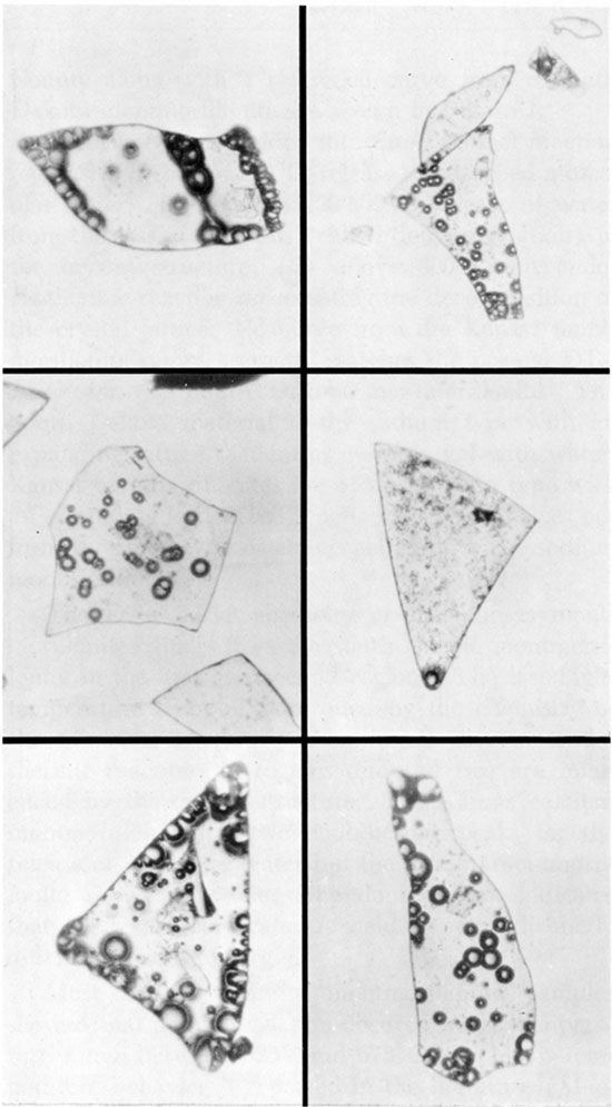 Volcanic ash shards showing various stages of incipient expansion.