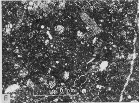 Photomicrograph, middle part of Jetmore Member.