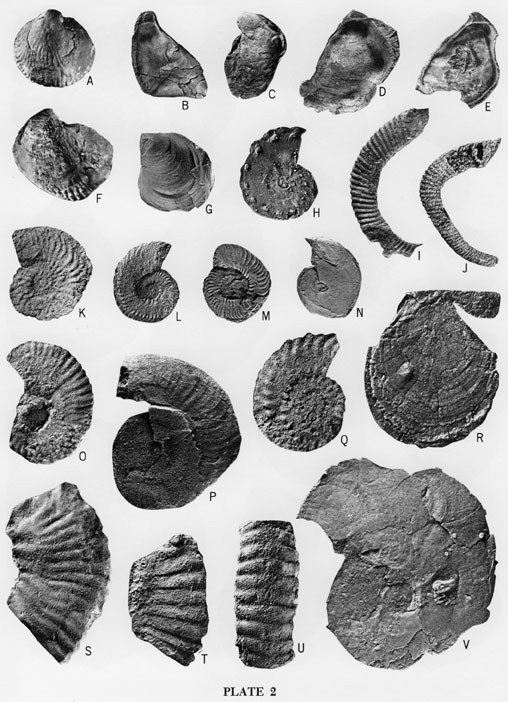 Fossil images, bivalves and ammonites from the Lincoln Member.