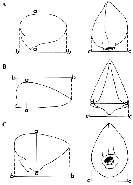 Diagrams of fossils are labeled with instructions on how measurements were taken.