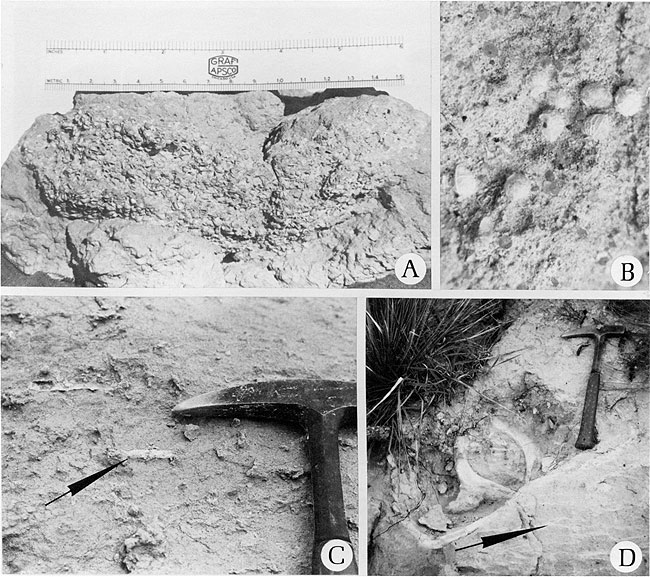 Four black and white close-up photos of fossil occurrences.
