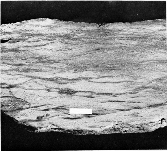 Black and white photo of polished surface of chalk, cut normal to bedding, showing gypsum-filled wispy crinkles.