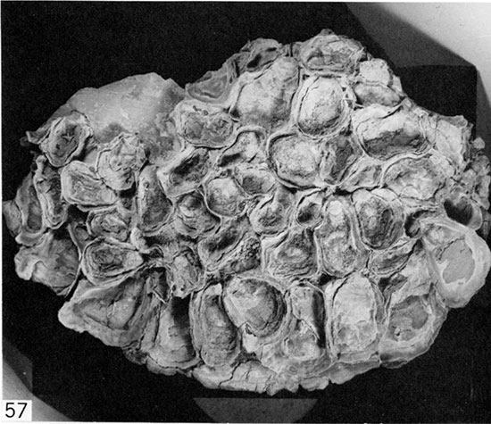 Black and white photo of I. (Platyceramus) platinus encrusted by crowded specimens of Pseudoperna congesta, Gove County.