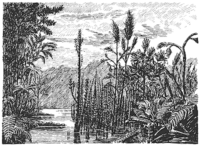 black and white drawing showing Pennsylvanian plants growing out of a swamp