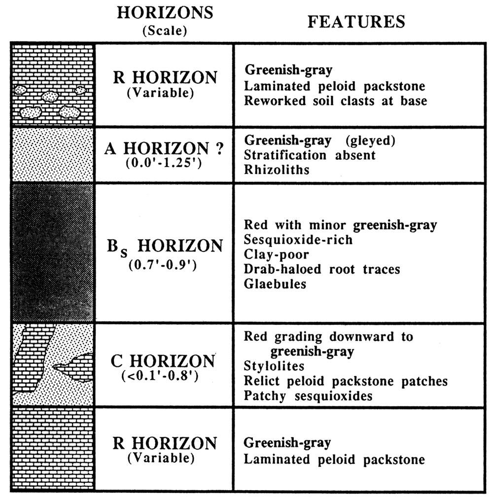 Inceptisols showing horizons and features in the Shore Airport Formation type section.