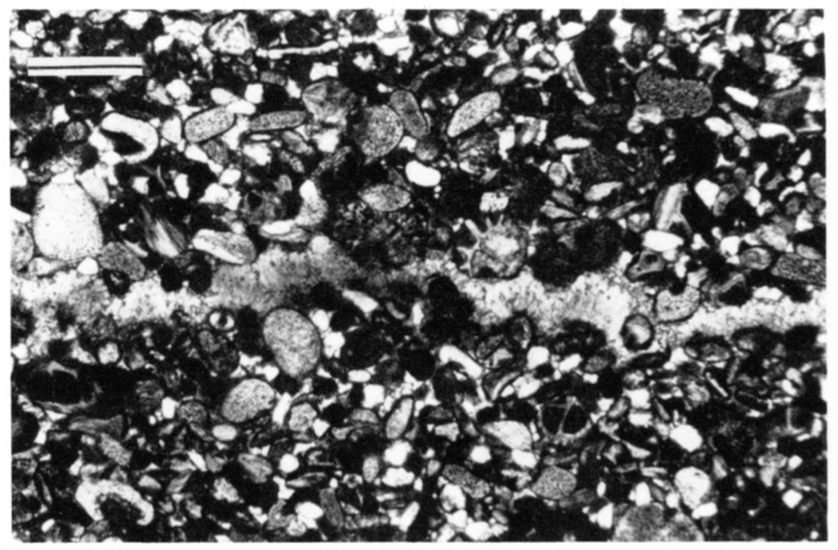 Upward-oriented brownish calcite cement formed along sheet cracks immediately below a calcrete in the Stevens Member eolianite.