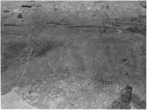 Black and white photo of outcrop; scale bar for scale; top is darker, more uniform gray; bottom is lighter with many fossils seen.