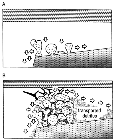 Top drawing shows reef growing on slope near edge; sediments are stopped from moving by reef, fall off edge and backup slope.