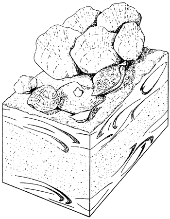 Sketch shows brachiopod colony growing above sediemnts that include pieces of brachiopod shells.