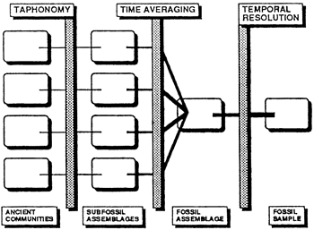 Information behind fossil sample made up of time averaging affects on fossil assemblages and taphonomy of ancient commumities .