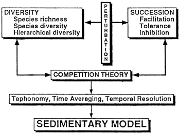 Diversity and Succession interact through Competition Theory; sampled through filters of Taphonomy, Time Averaging, and Temporal Resolution; Leads to Sedimentary Model.