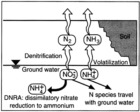 Nitrate and/or ammonium can be returned to the atmosphere as Nitrogen or move as nitrate or amonium.