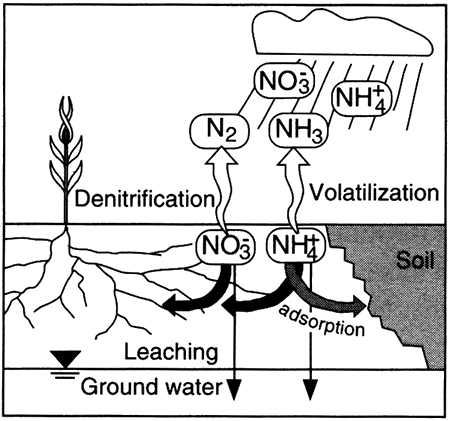 Nitrate and ammonium might nourish plants, might become attached to soils and clays, might move into ground water.