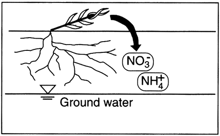 Nitrate and ammonium nourish plants then move to soil water.