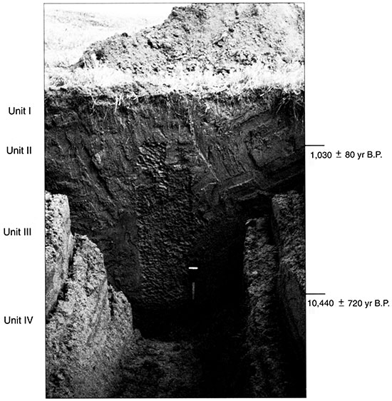 Black and white photo of Stafford 2 showing the position of pedostratigraphic units and radiocarbon ages.