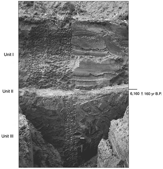 Black and white photo of Stafford 3 showing the position of pedostratigraphic units and radiocarbon ages.