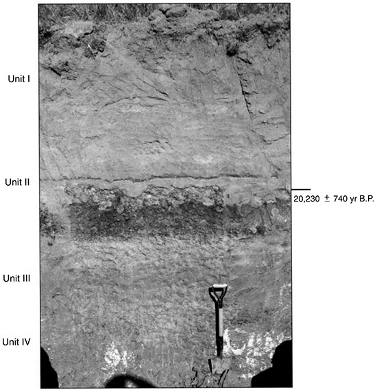 Black and white photo of Stafford 10 showing the position of pedostratigraphic units and radiocarbon ages.