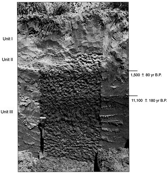Black and white photo of Stafford 11 showing the position of pedostratigraphic units and radiocarbon ages.