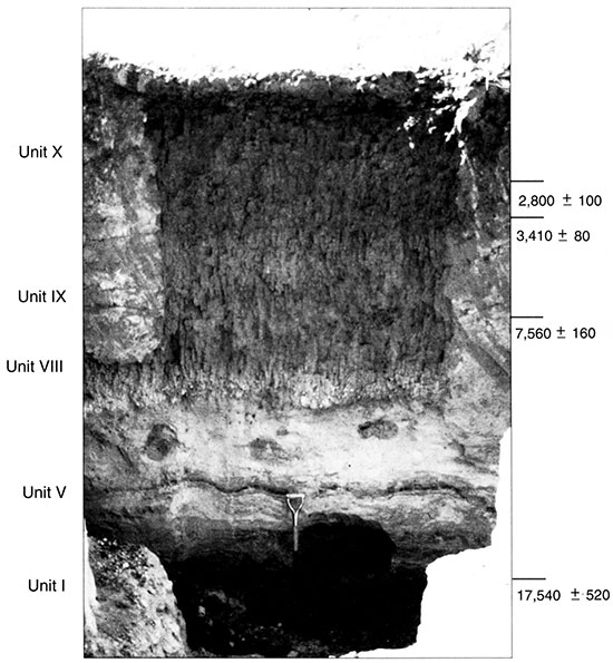 Black and white photo of Trench 6 showing the position of pedostratigraphic units and radiocarbon ages.