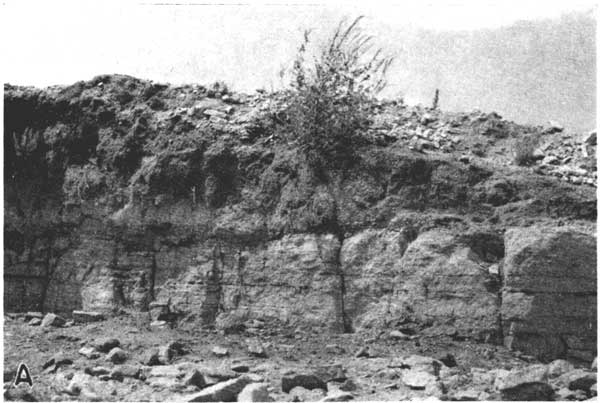 Black and white photo of outcrop; gravels at top; what loks like soil or somthng unconsolidated in middle (pinches out to right); blocky sandstone at base.