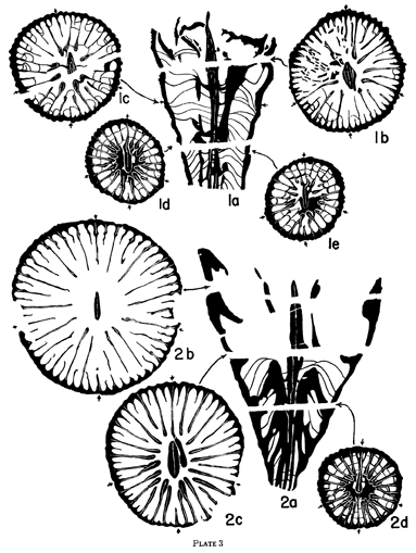 Black and white drawings of cross and transverse sections of 2 Lophopyllidium species