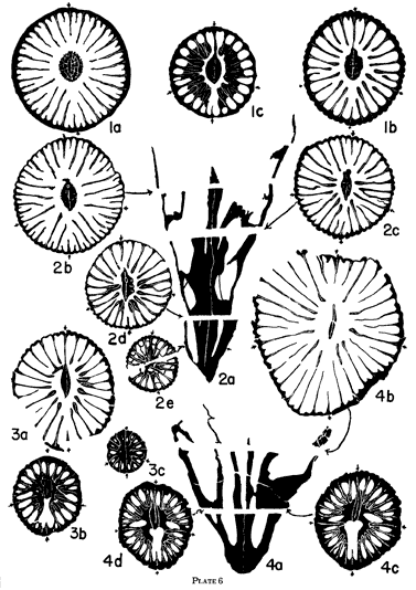 Black and white drawings of cross and transverse sections of  2 Lophopyllidium species