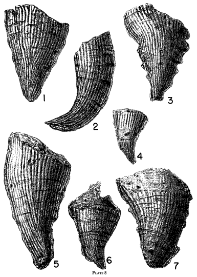 Black and white drawings of 7 species of Lophopyllidium, exterior views
