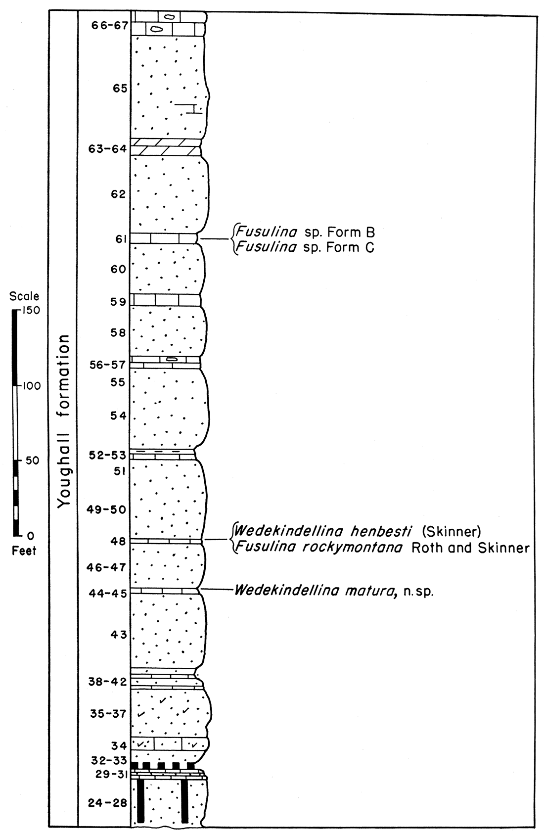 Diagram and fusulinid faunas of the Youghall formation, Section P-9, Sheep Mountain Canyon.