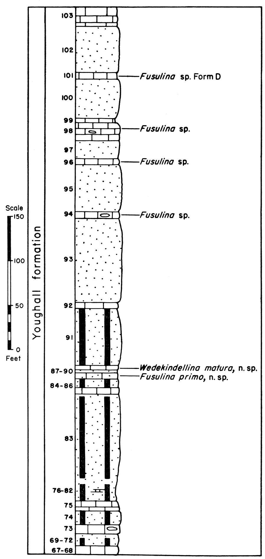 Diagram and fusulinid faunas of the Youghall formation, Section P-17, Hell's Canyon.