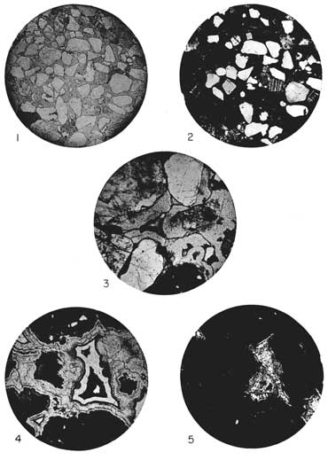 Five black and white photomicrographs