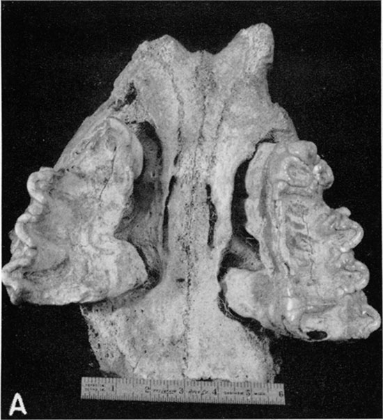 Black and white photo of palate of Stegomastodon, taken from gravel pit shown in plate 7B.