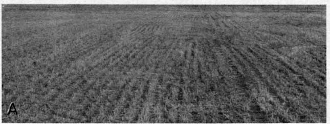 Black and white photo of flat field with rows of wheat stubble.