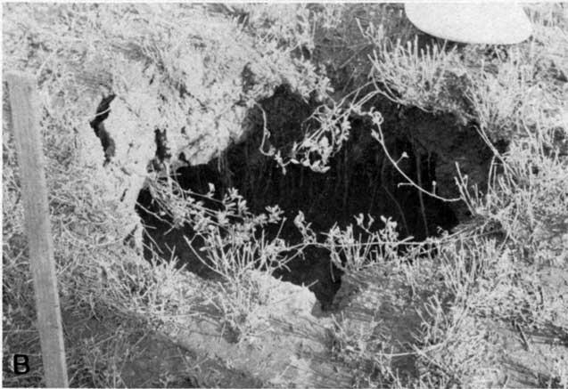Black and white photo of small, shallow hole in sparsely vegetated ground.