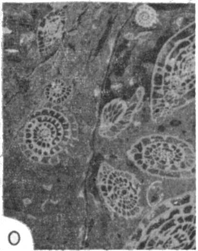 photomicrograph 1o