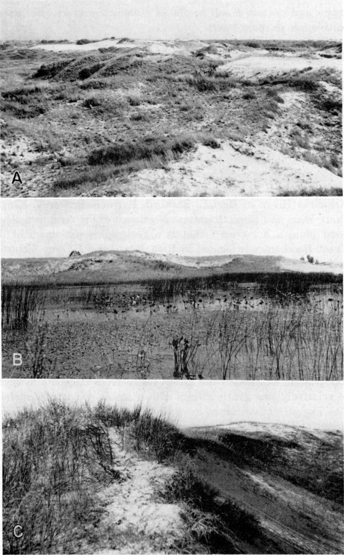 four black and white photos of sand dunes; first has gentle dunes, grases inbetween dunes; second has taller dunes, gentle sides, next to dry pond; closeup of dune, one side steep, grass on gentle side