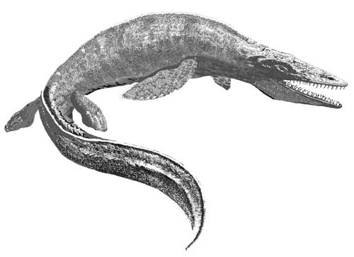 Black and white drawing of mosasaur. Fig. 9--Fifteen-foot-long fossil fish 