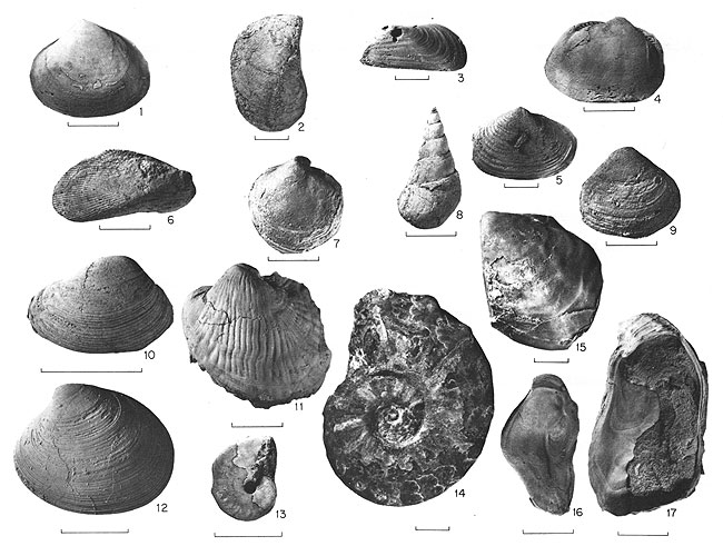Black and white photos of 17 fossils from Dakota Fm. and Graneros Sh.