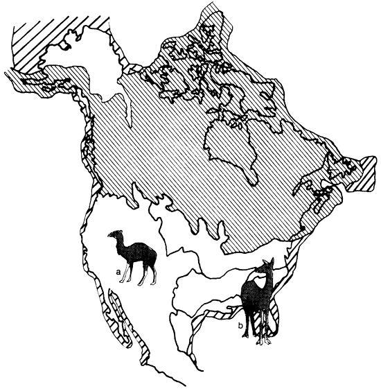 Map of North America showing faunal provinces; american camel to west, llama in southeast.