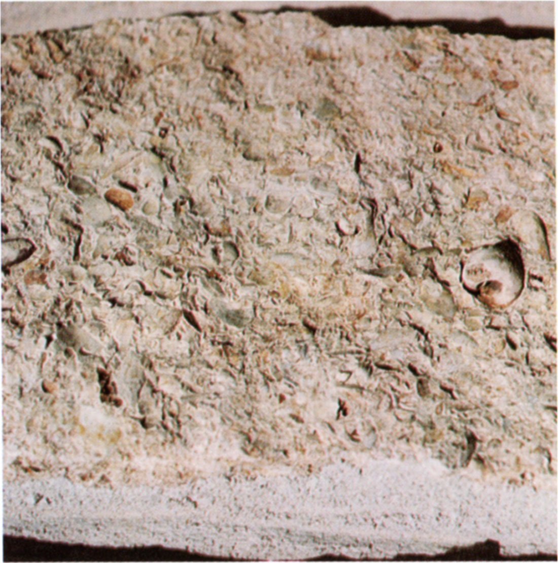 Color photo of a close-up of the block of Chestnut Shell limestone illustrating its unusual coquinoidal texture.