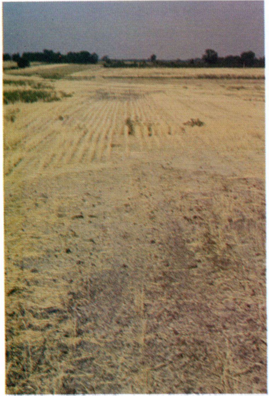 View of wheat stubble and an excessively acid spot (hotspot) in the northern half of Field 1, August 1975.
