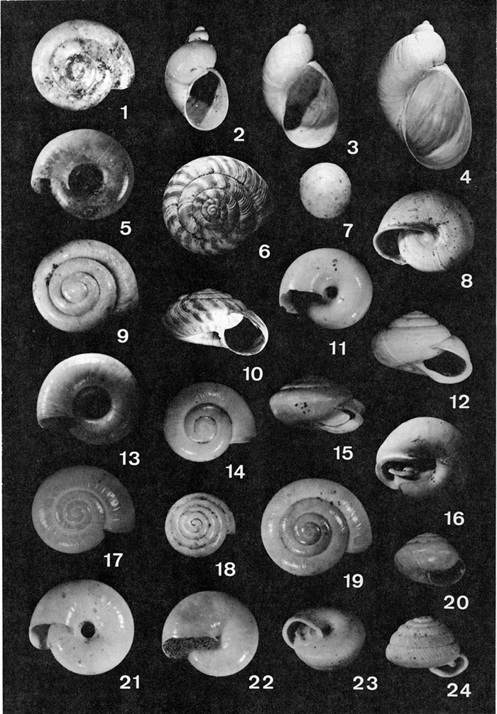 Black and white photographs of gastropods from loess in western Missouri.