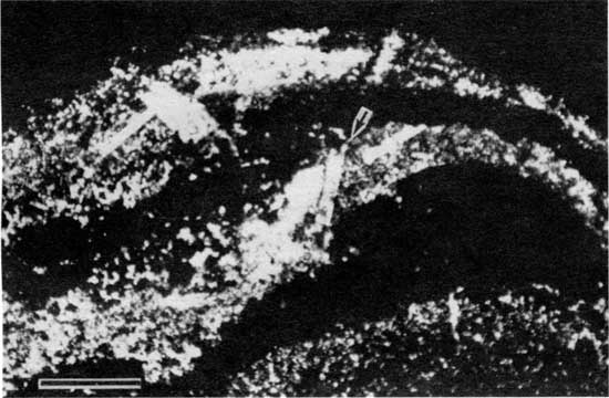 Black and white photomicrograph of pseudomorphs of evaporites from locality 18.