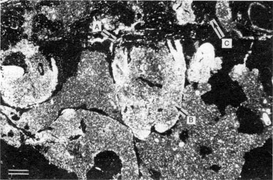 Black and white photomicrograph of Americus Limestone Member, Spirorbis-foraminifer-alga boundstone from locality 25.