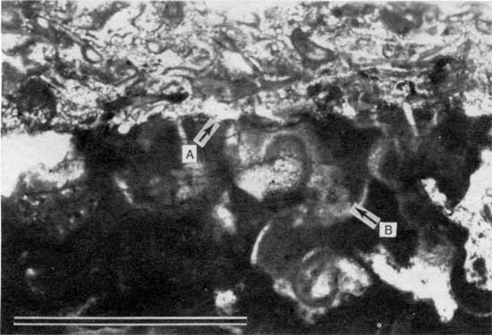 Black and white photomicrograph of Americus Limestone Member, Spirorbis-foraminifer-alga boundstone from locality 18.