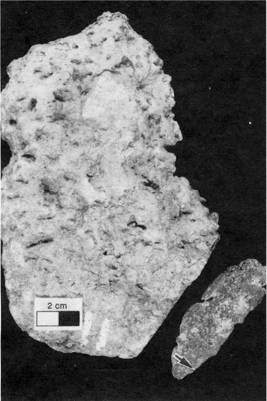 Black and white photo of Americus Limestone Member, Spirorbis-foraminifer-alga boundstone.