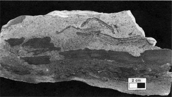 Black and white photo of Americus Limestone Member, type 3 boundstone.