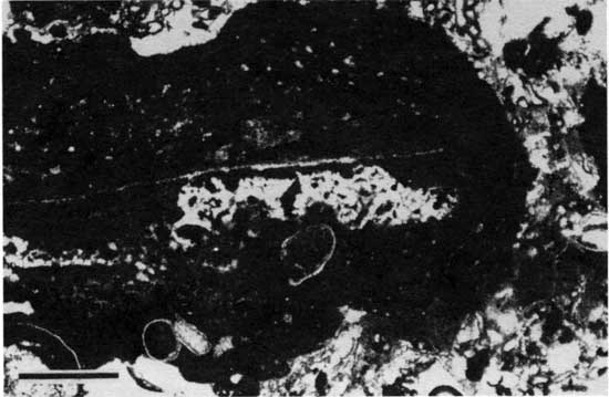 Black and white photomicrograph of Americus Limestone Member, type 3 boundstone.